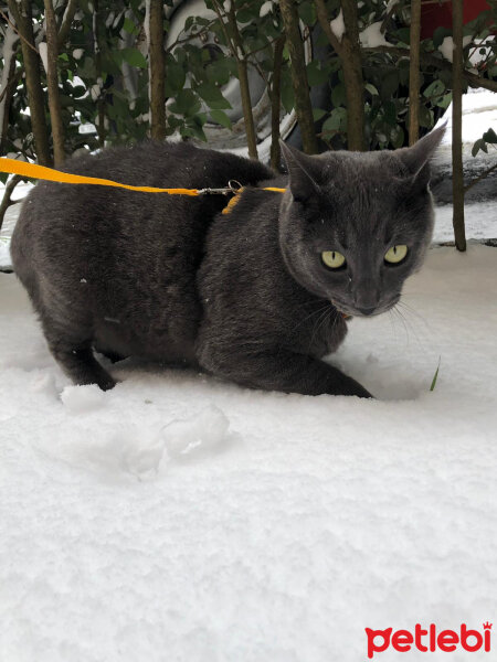 Mavi Rus, Kedi  ATLAS fotoğrafı