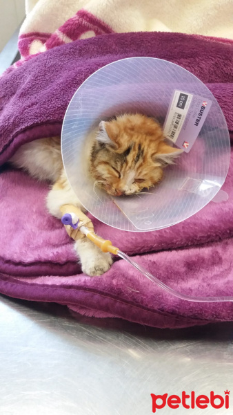 Tekir Kedi, Kedi  Garip fotoğrafı