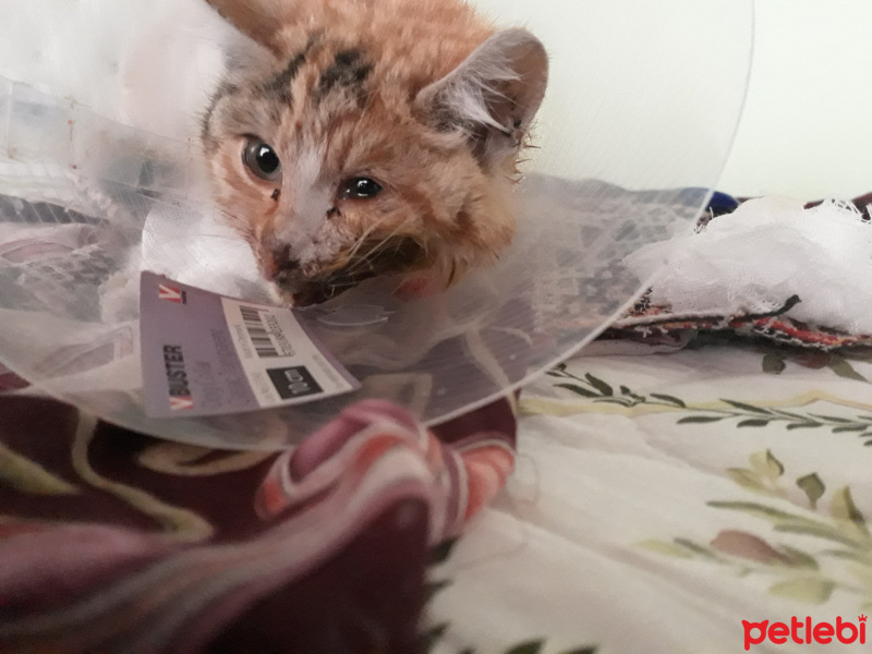 Tekir Kedi, Kedi  Garip fotoğrafı