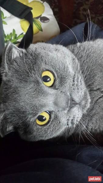 Scottish Fold, Kedi  Pati fotoğrafı