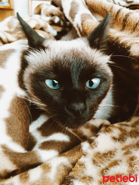 Siyam Kedisi, Kedi  Mathilda fotoğrafı