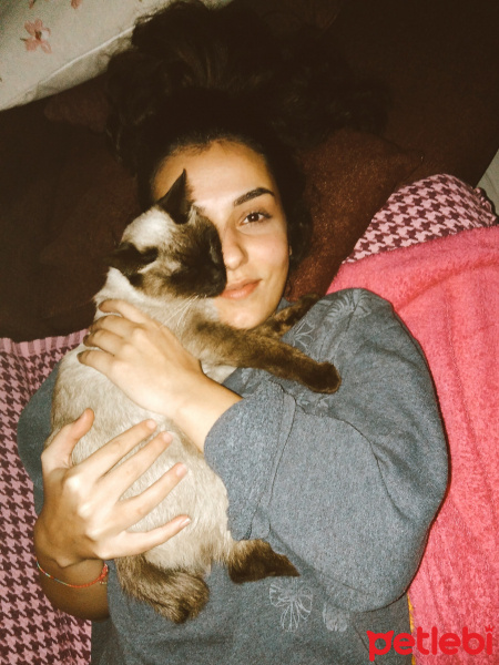 Siyam Kedisi, Kedi  Mathilda fotoğrafı