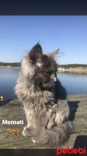 Chinchilla, Kedi  Memati fotoğrafı