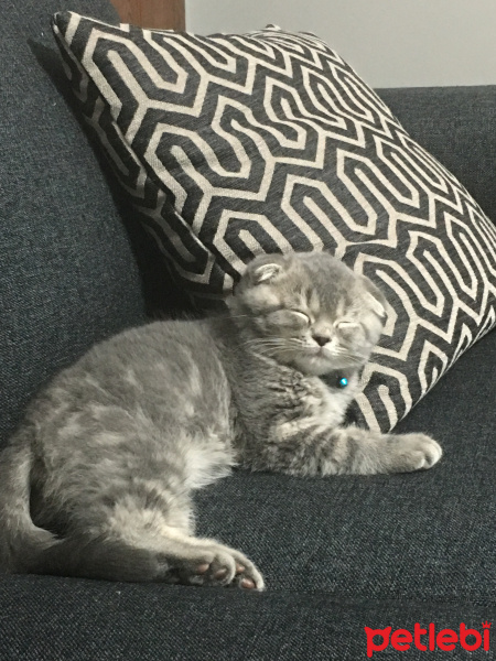 Scottish Fold, Kedi  ÇAKIL fotoğrafı