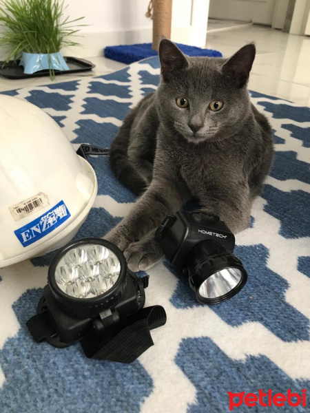 British Shorthair, Kedi  Cafer fotoğrafı