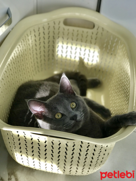 British Shorthair, Kedi  Cafer fotoğrafı