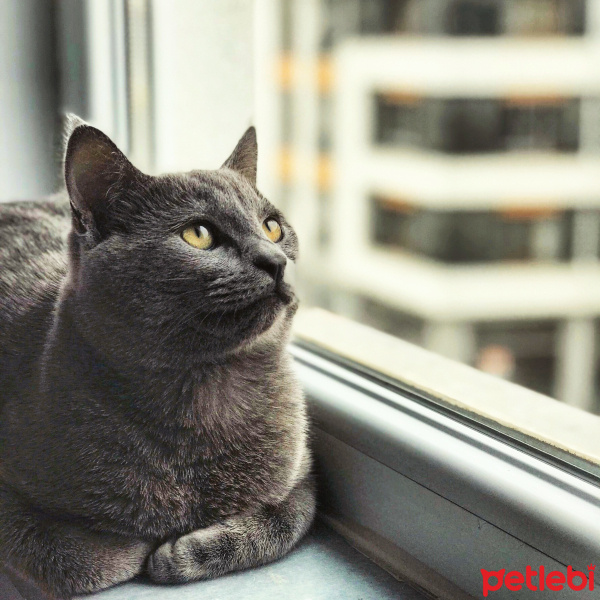 British Shorthair, Kedi  Cafer fotoğrafı