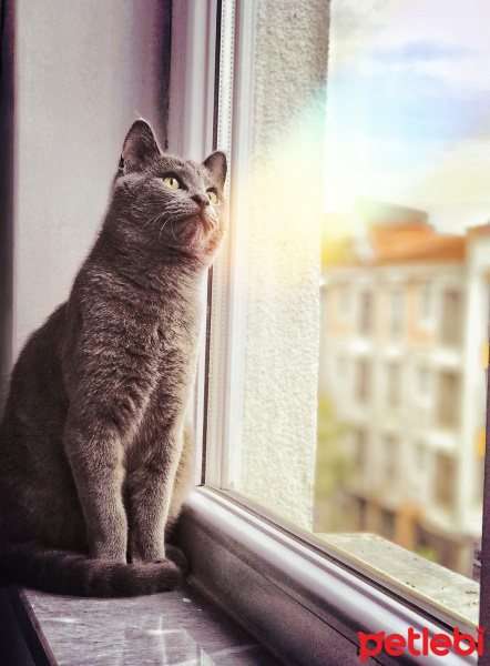 British Shorthair, Kedi  Cafer fotoğrafı