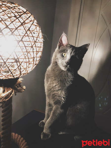 British Shorthair, Kedi  Cafer fotoğrafı