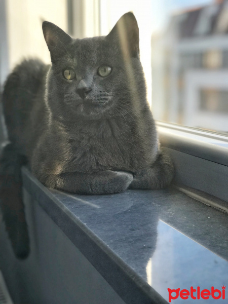 British Shorthair, Kedi  Cafer fotoğrafı