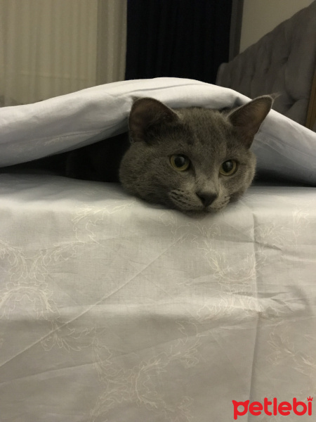 British Shorthair, Kedi  Cafer fotoğrafı