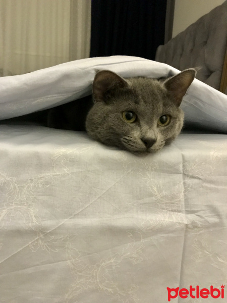 British Shorthair, Kedi  Cafer fotoğrafı