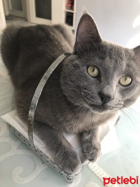 British Shorthair, Kedi  Cafer fotoğrafı