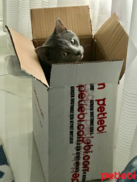 British Shorthair, Kedi  Cafer fotoğrafı