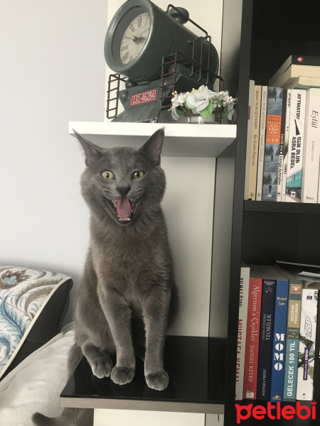 British Shorthair, Kedi  Cafer fotoğrafı