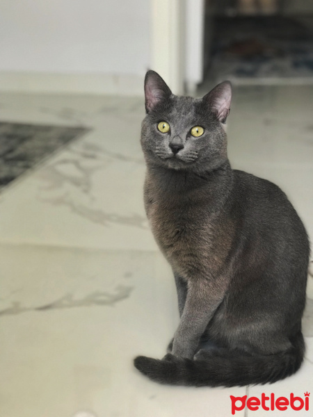 British Shorthair, Kedi  Cafer fotoğrafı