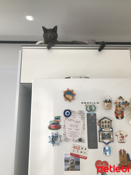 British Shorthair, Kedi  Cafer fotoğrafı