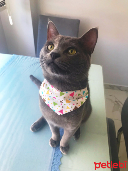 British Shorthair, Kedi  Cafer fotoğrafı