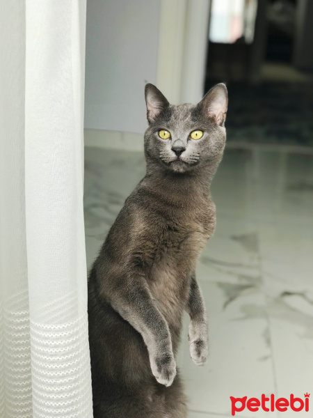 British Shorthair, Kedi  Cafer fotoğrafı