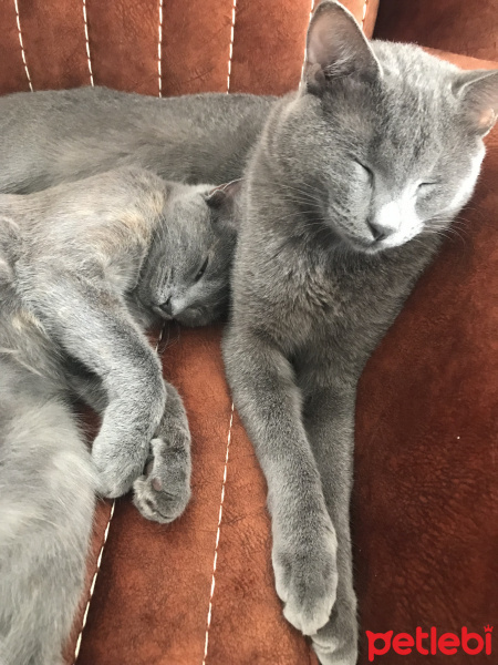 British Shorthair, Kedi  Cafer fotoğrafı