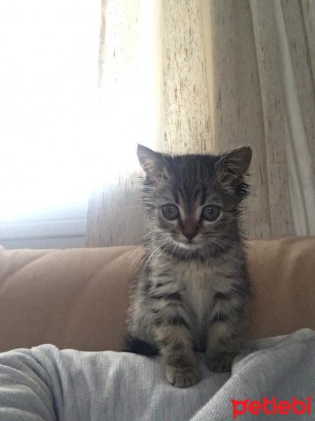 Tekir Kedi, Kedi  Lokum fotoğrafı