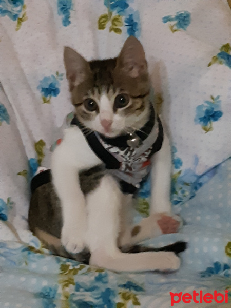 Tekir Kedi, Kedi  Garibo fotoğrafı