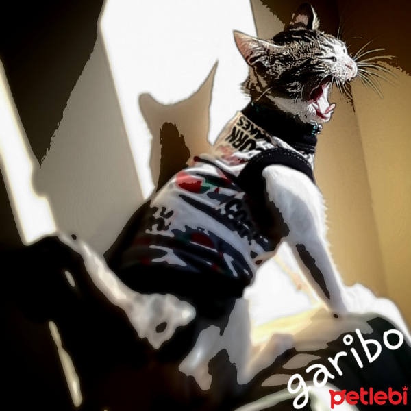 Tekir Kedi, Kedi  Garibo fotoğrafı