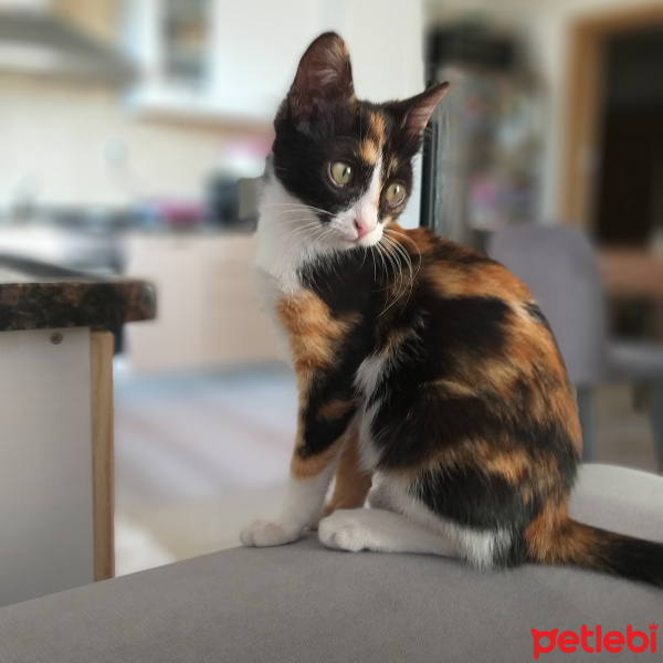 Tekir Kedi, Kedi  Çıtır fotoğrafı