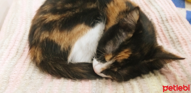 Tekir Kedi, Kedi  Çıtır fotoğrafı