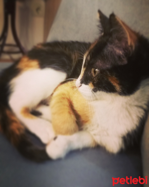 Tekir Kedi, Kedi  Çıtır fotoğrafı