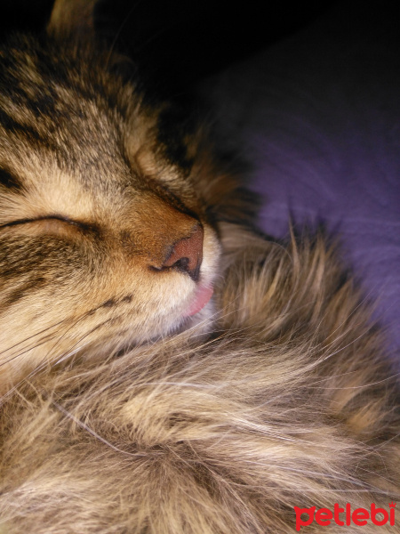 Tekir Kedi, Kedi  Bisküvi fotoğrafı