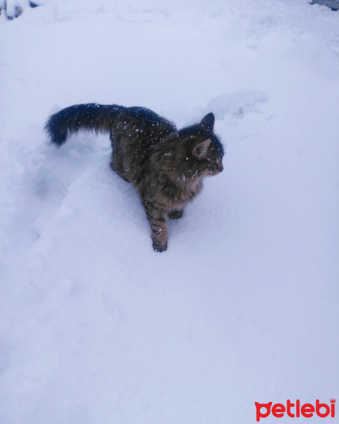 Tekir Kedi, Kedi  Bisküvi fotoğrafı