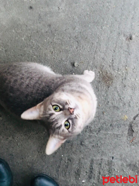 British Shorthair, Kedi  Adsız fotoğrafı