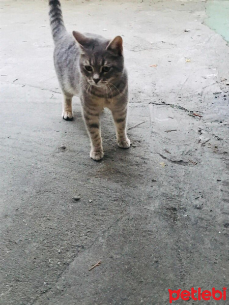 British Shorthair, Kedi  Adsız fotoğrafı