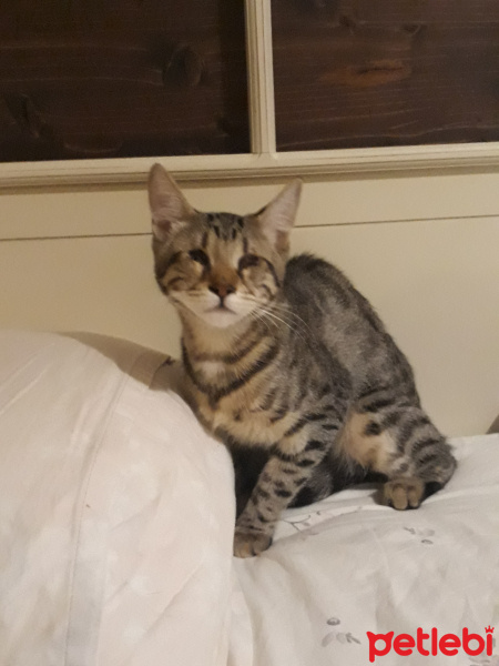 Tekir Kedi, Kedi  Tospik fotoğrafı