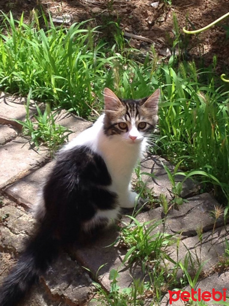 Tekir Kedi, Kedi  Boncuk fotoğrafı