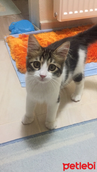 Tekir Kedi, Kedi  Boncuk fotoğrafı