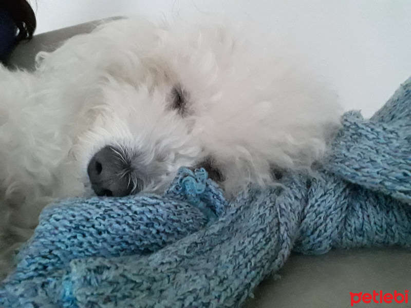 Maltese, Köpek  Paşa fotoğrafı