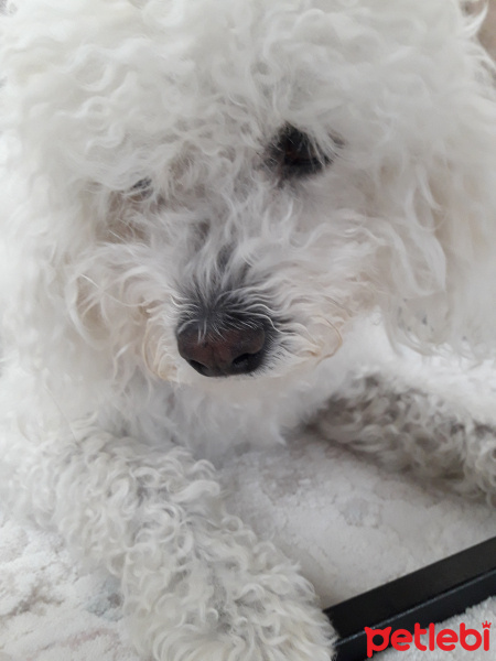 Maltese, Köpek  Paşa fotoğrafı