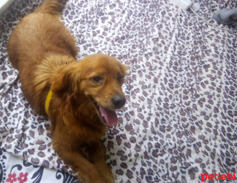 Golden Retriever, Köpek  tarcım fotoğrafı