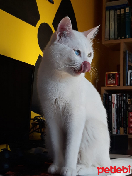 Van Kedisi, Kedi  Mooncake fotoğrafı