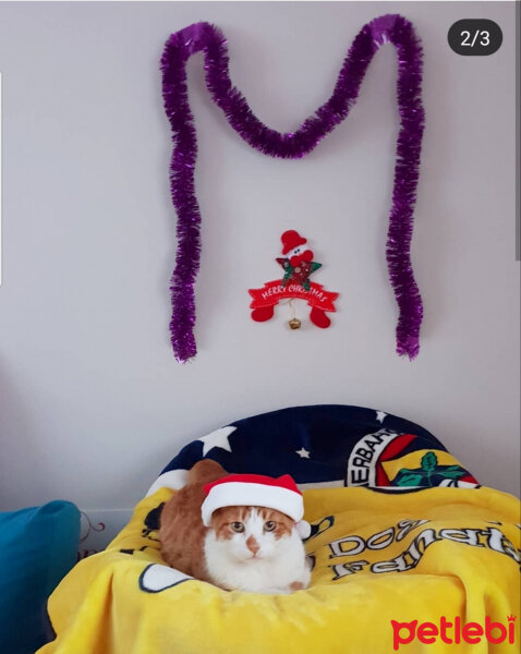 Tekir Kedi, Kedi  Cinpop fotoğrafı