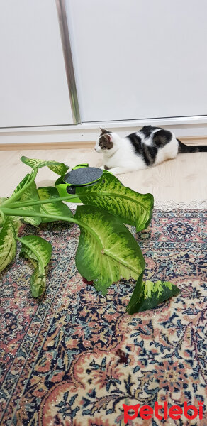 Tekir Kedi, Kedi  PRENS fotoğrafı