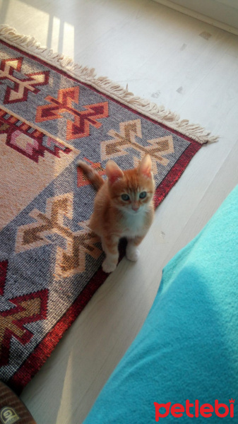 Manx, Kedi  Sabri fotoğrafı