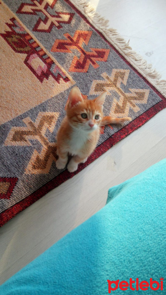 Manx, Kedi  Sabri fotoğrafı