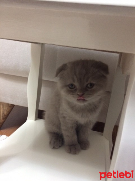 Scottish Fold, Kedi  Leon fotoğrafı
