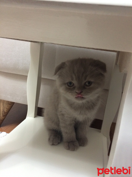 Scottish Fold, Kedi  Leon fotoğrafı