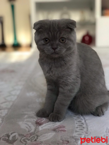 Scottish Fold, Kedi  Leon fotoğrafı