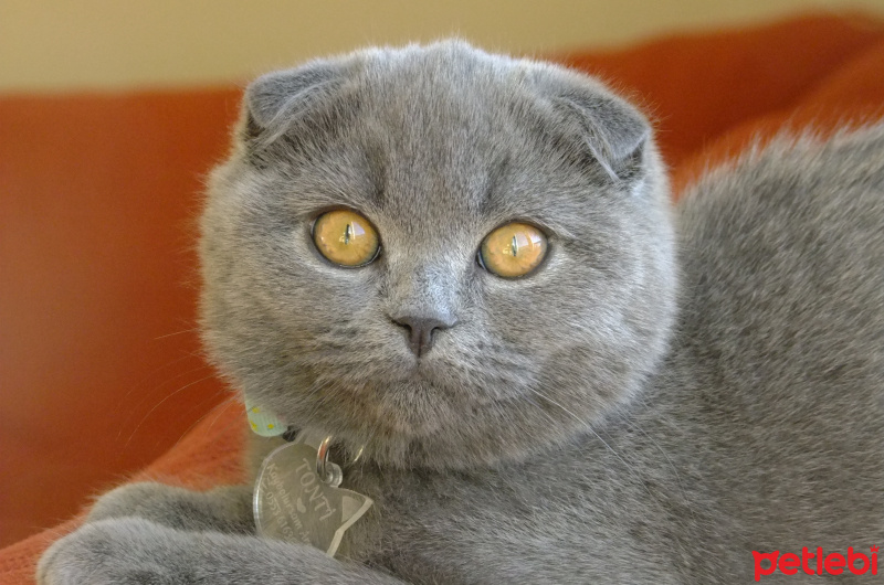 Scottish Fold, Kedi  Tonti fotoğrafı