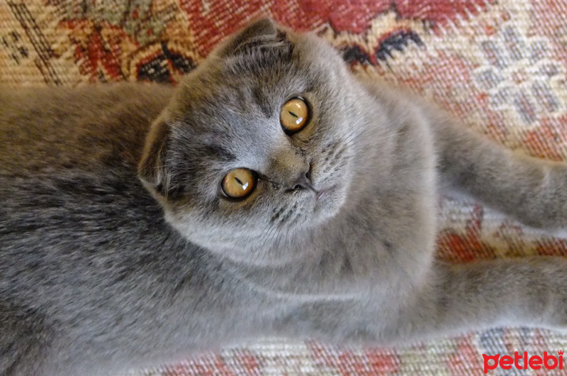Scottish Fold, Kedi  Tonti fotoğrafı